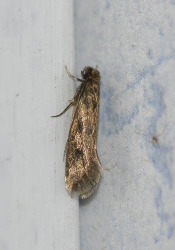Réf. 239 432 : Tinea sp.
